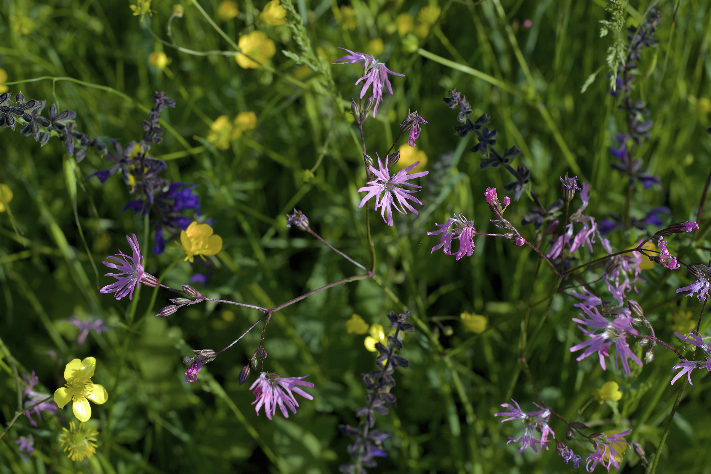 Centaurea ed altri fiori di campo