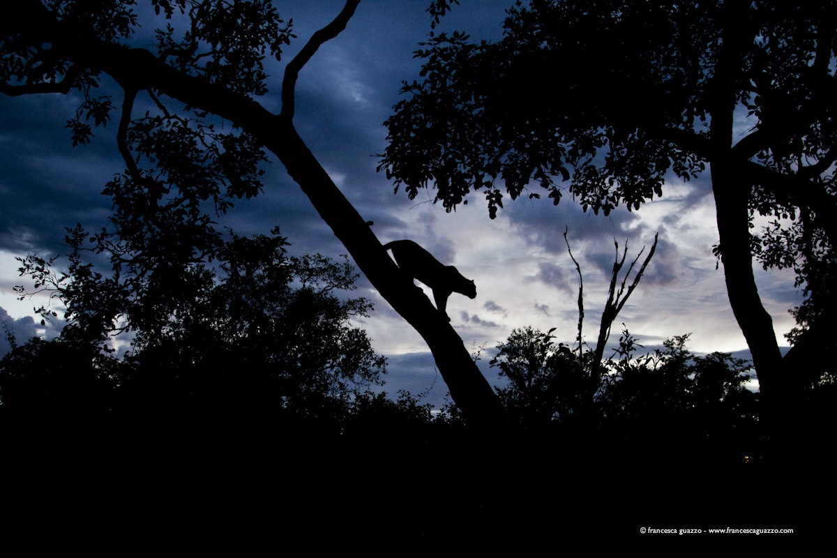Leopard silhouette