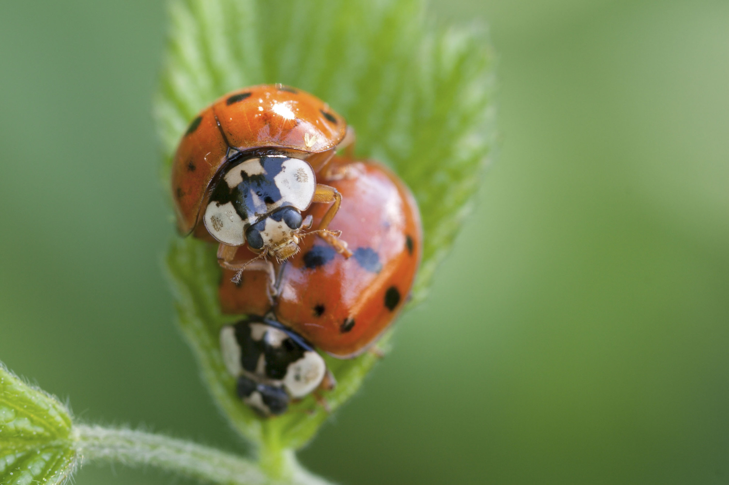 coccinelle
