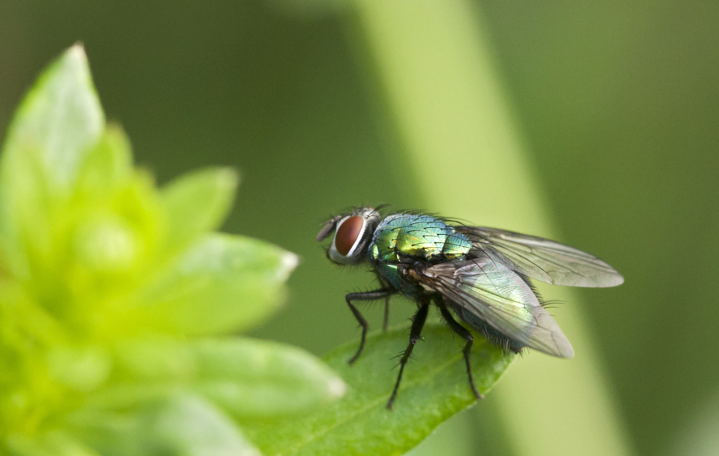 mosca verde