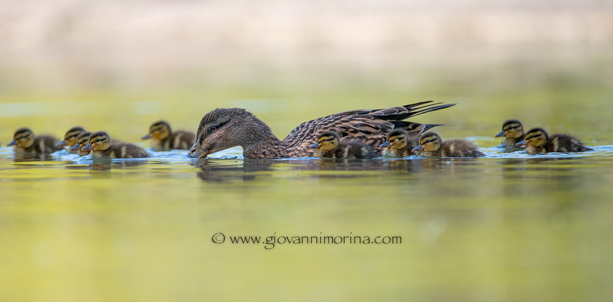 Germana co her young