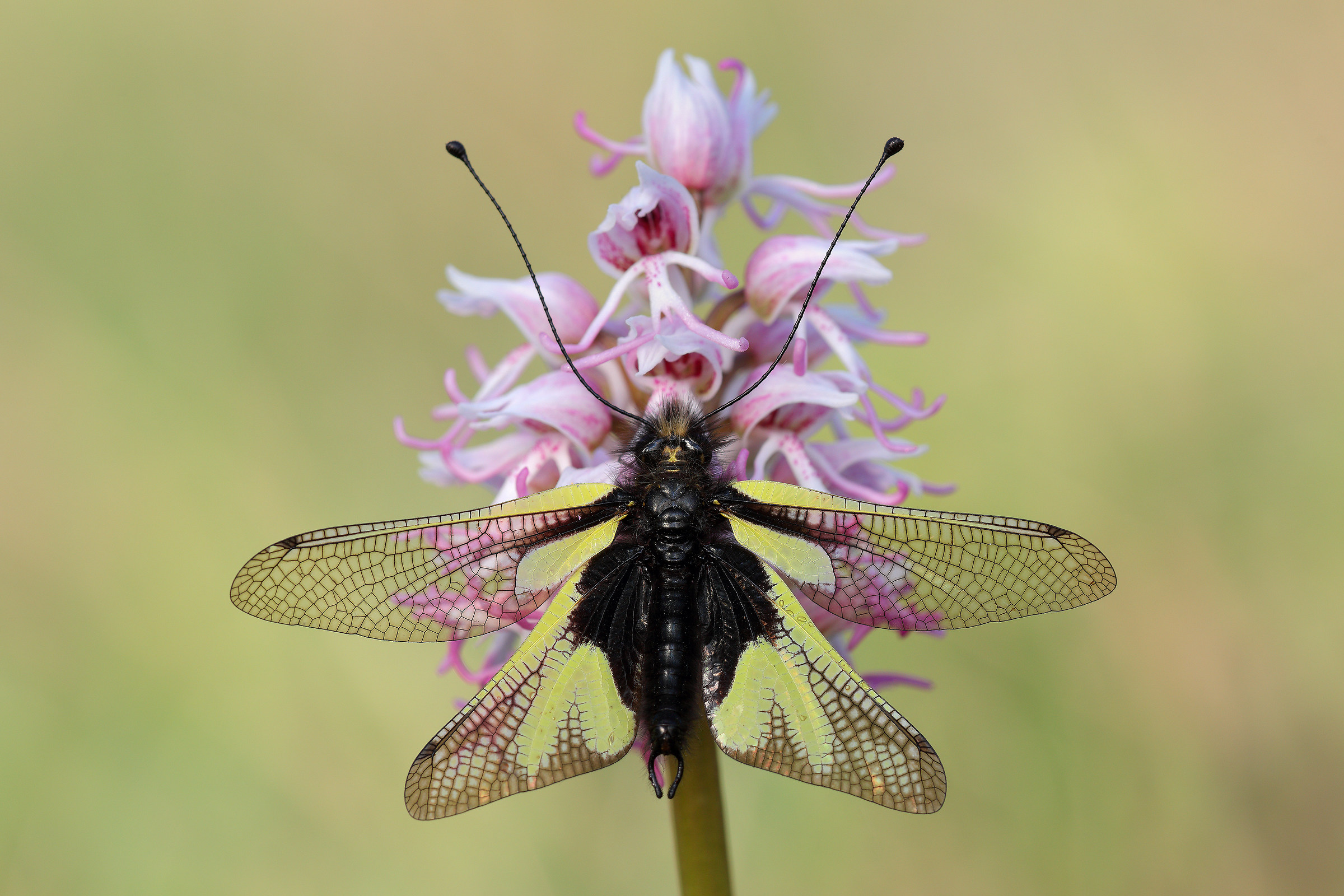 Libelloides coccajus