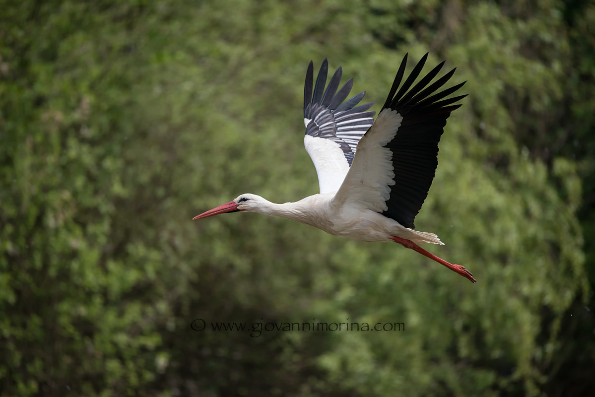 Stork 3