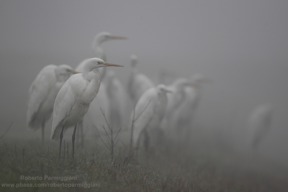 Inquietanti presenze