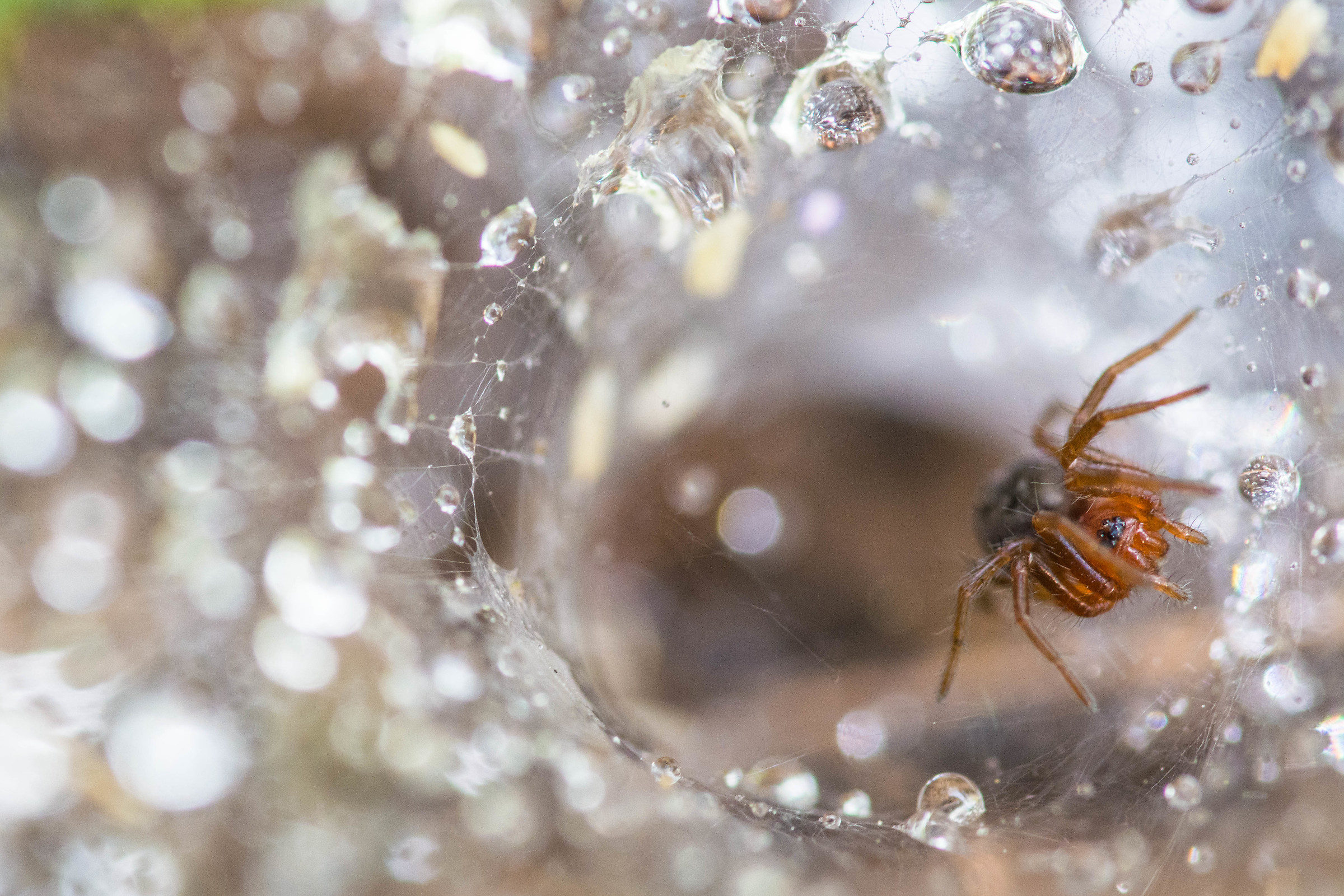 Agelena labyrinthica