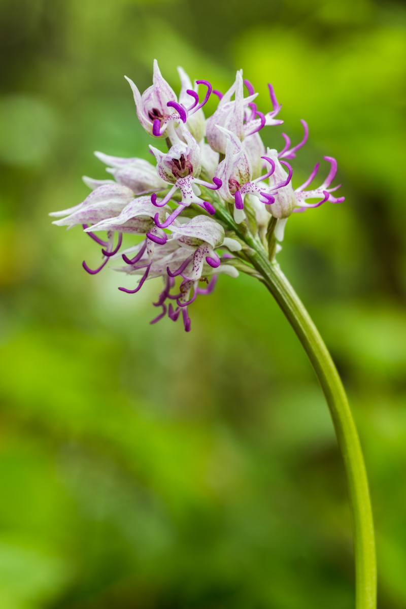 Orchis simia
