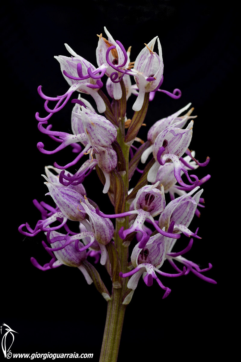 Orchis simia