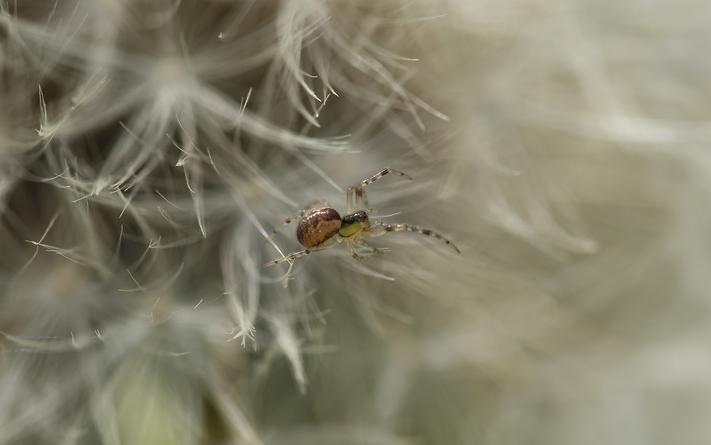 spider mite