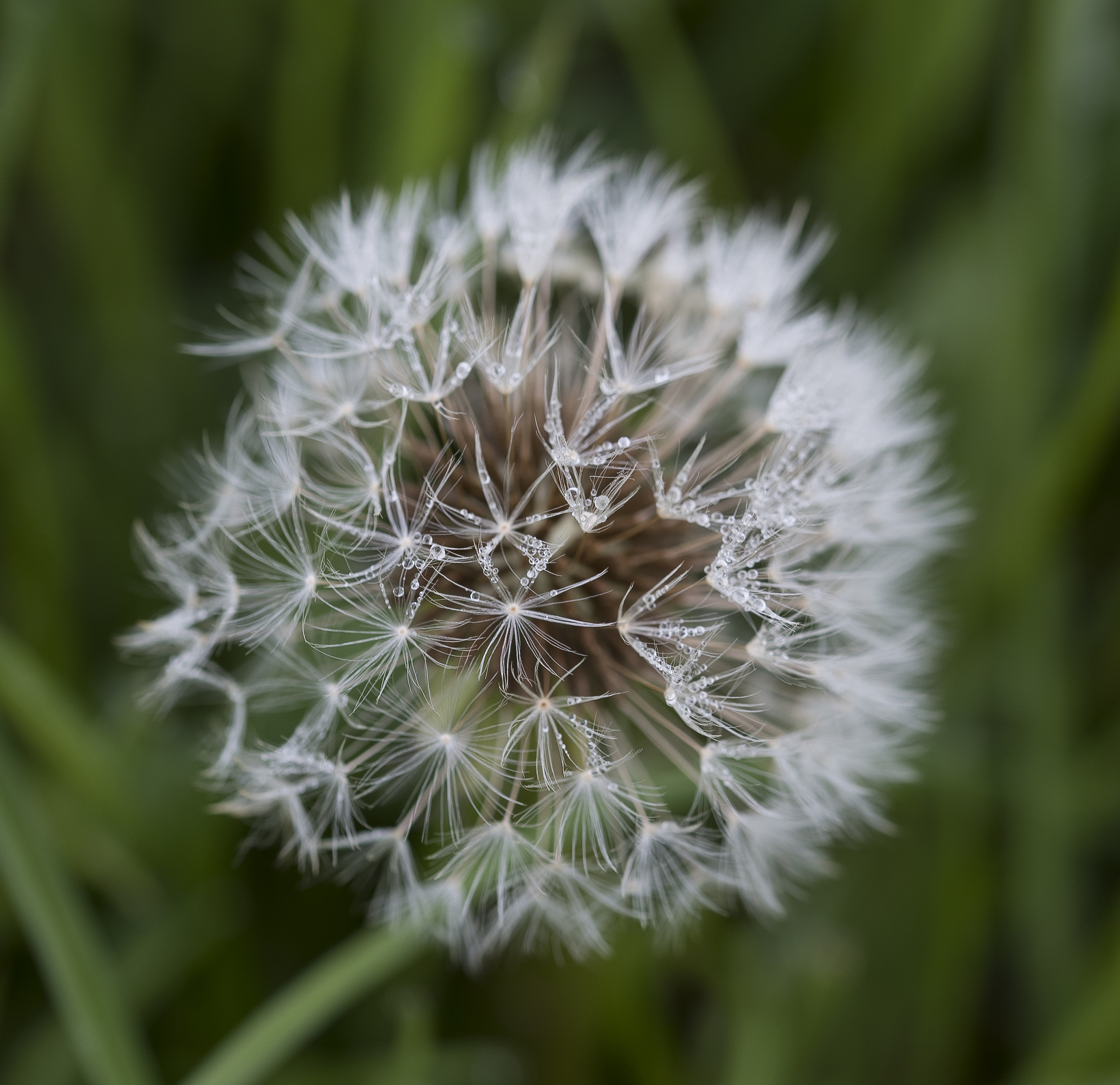 dandelion
