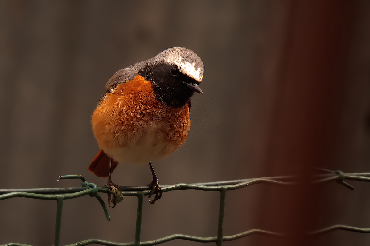 male redstart