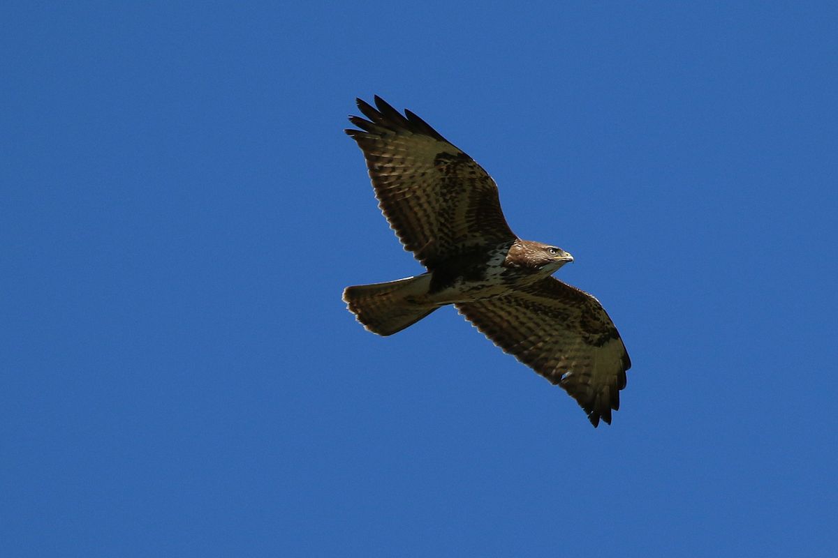 Buzzard
