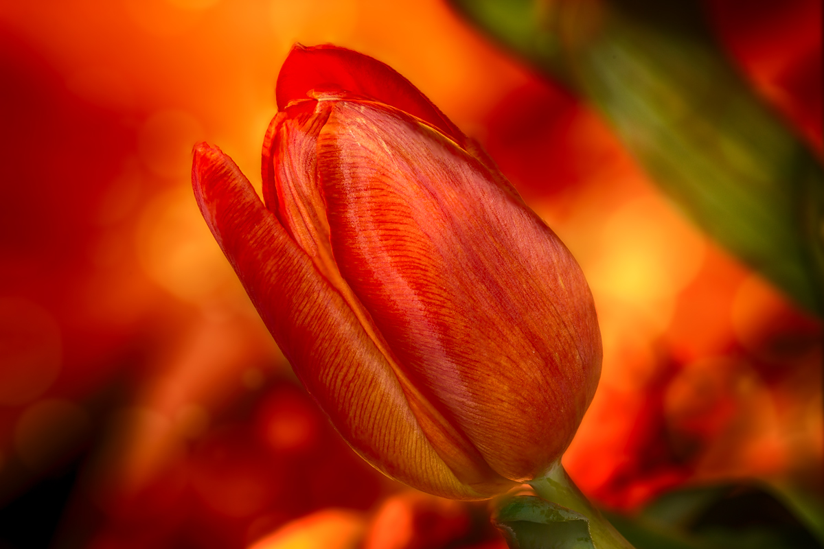 Tulip
