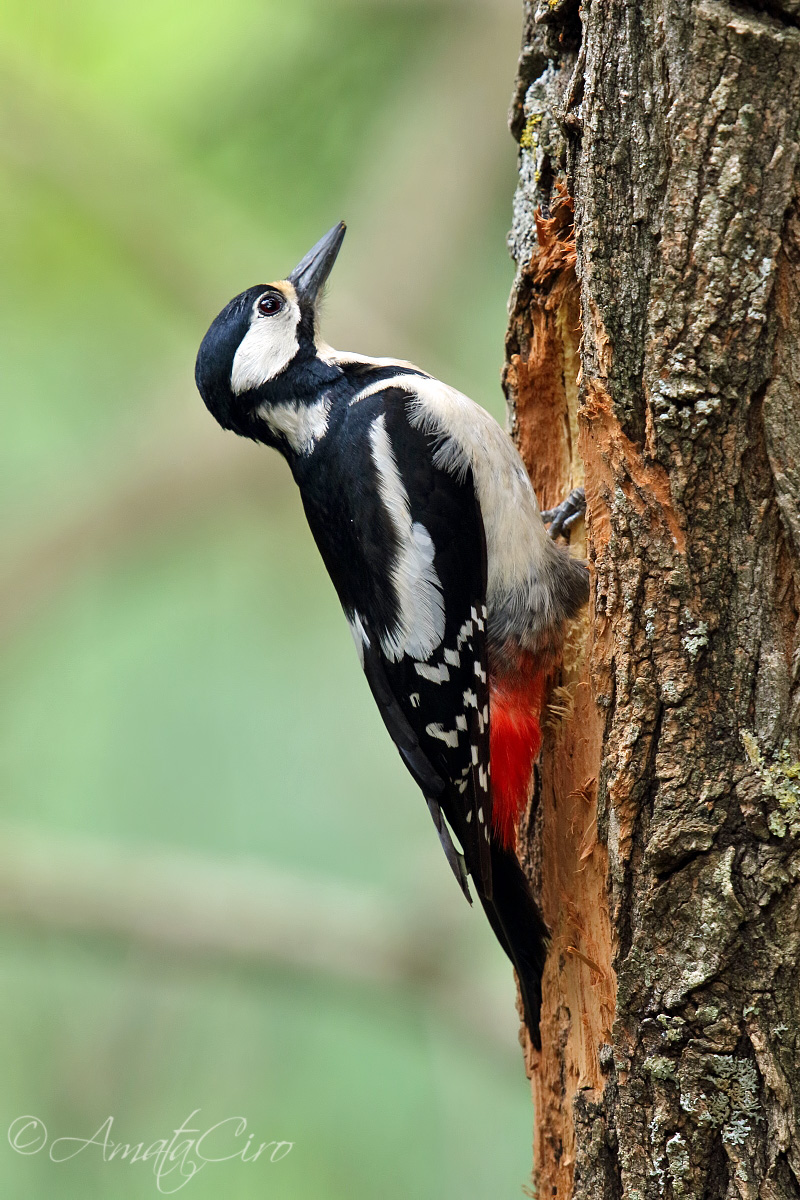 Great Spotted Woodpecker