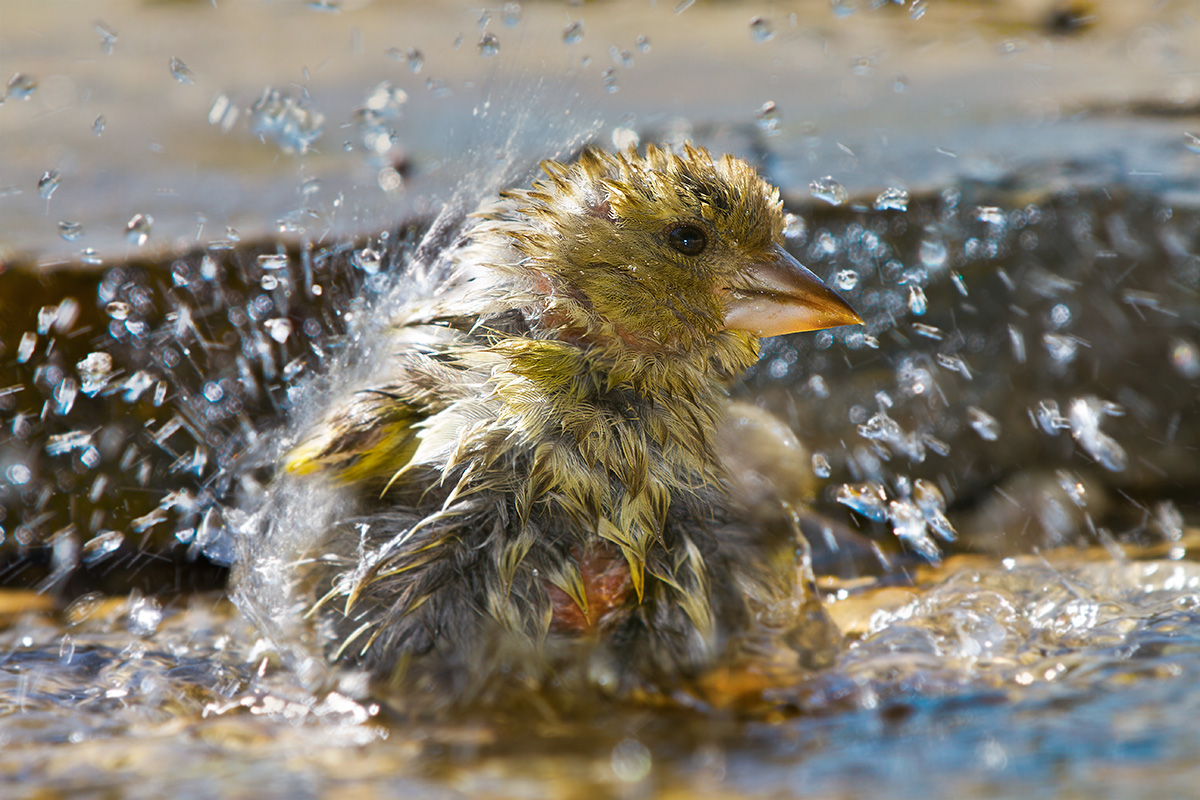 cic and wishy into the pool ...