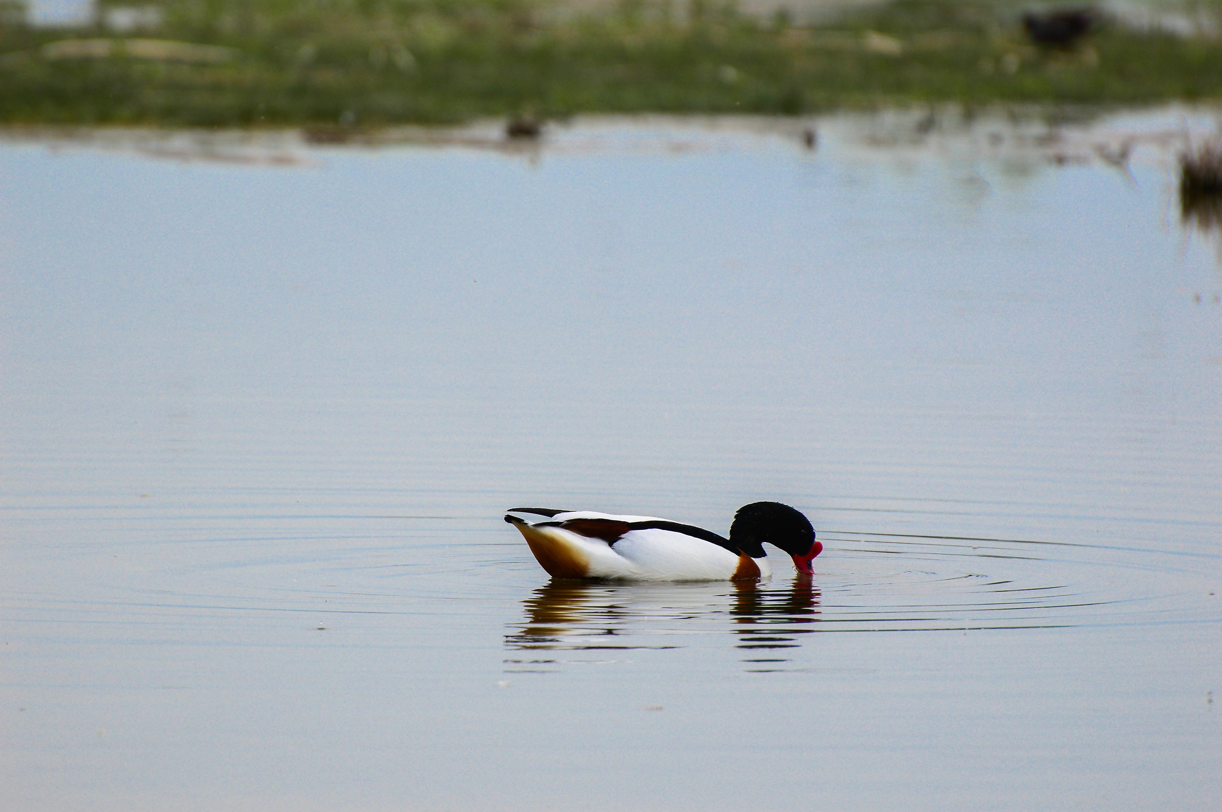 shelduck duck