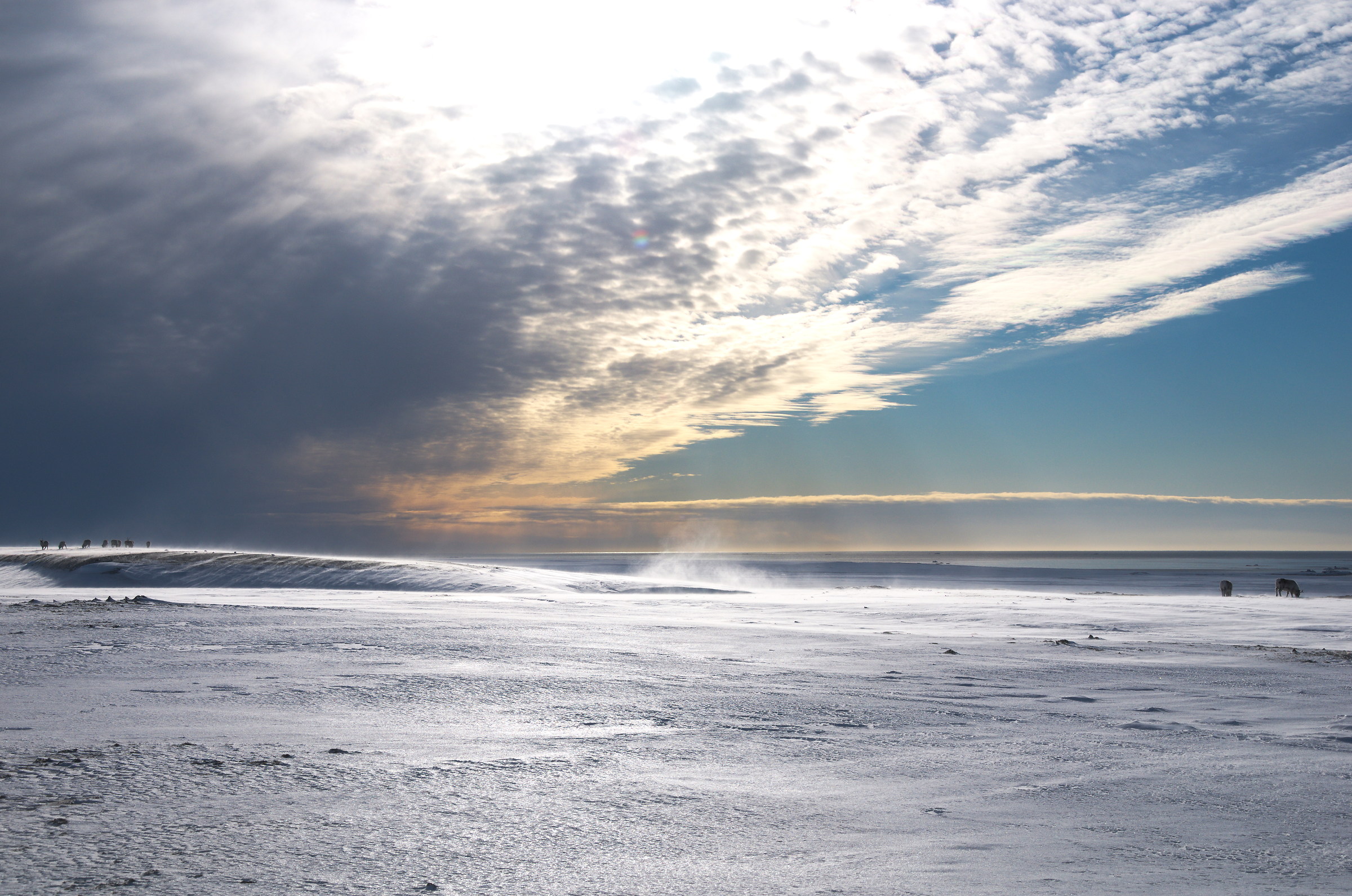 Kapp Linnè- svalbard