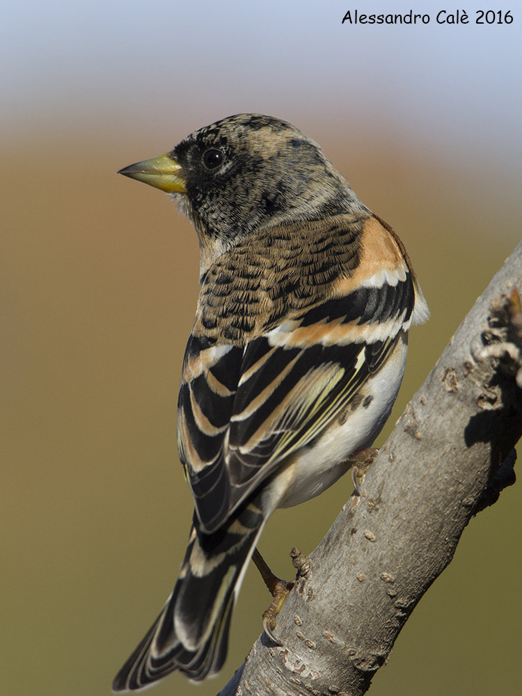 Fringilla montifringilla (Peppola) 1482k3