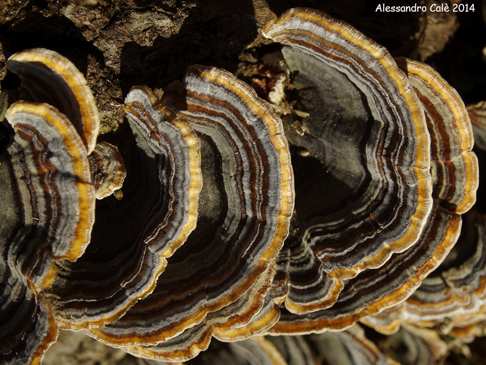 Trametes versicolor (Poliporo a mensola variopinto) 172