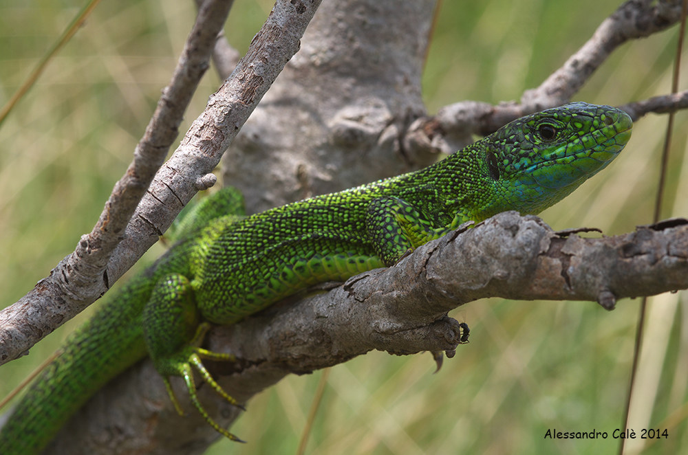 Lacerta bilineata (green lizard Western) 6182
