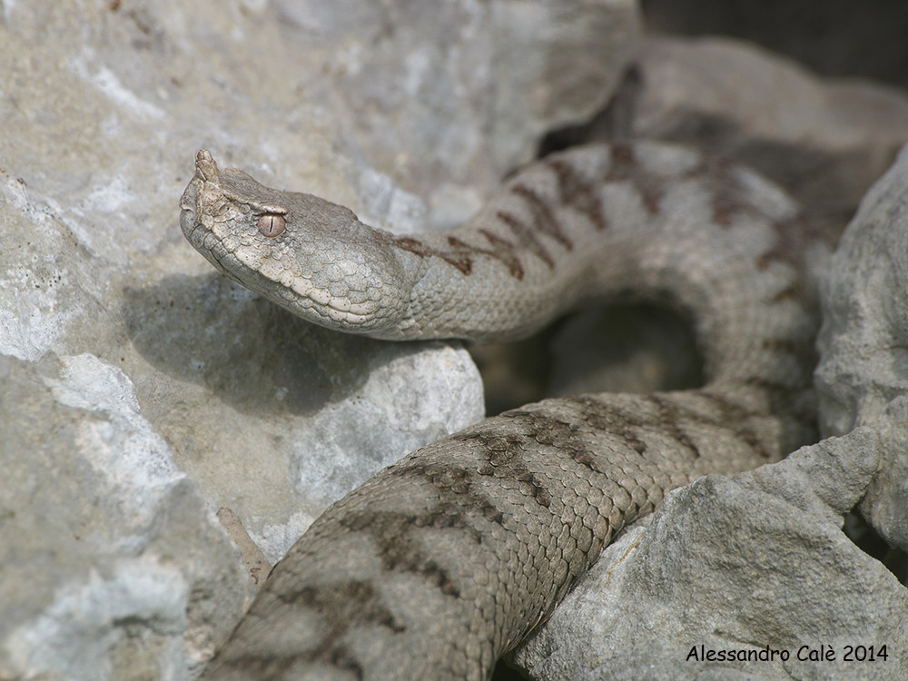 Vipera ammodytes (Vipera dal corno) 5741