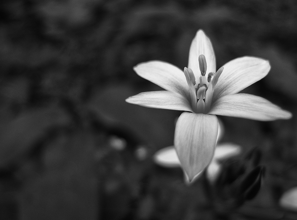 B&W Flower