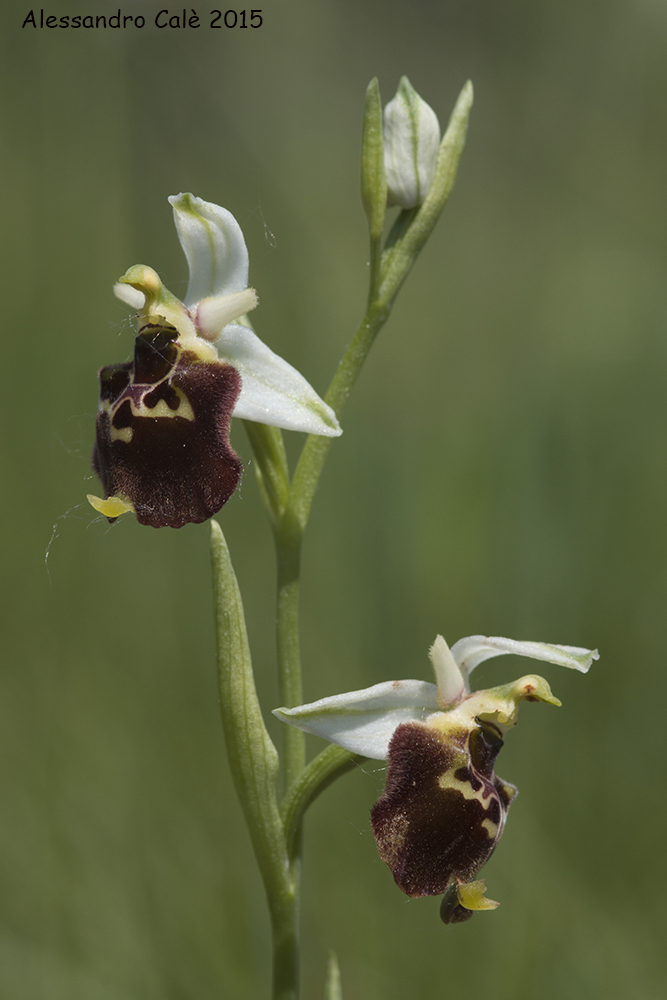 Ophrys holosericea?subsp.?holosericea 1978k3