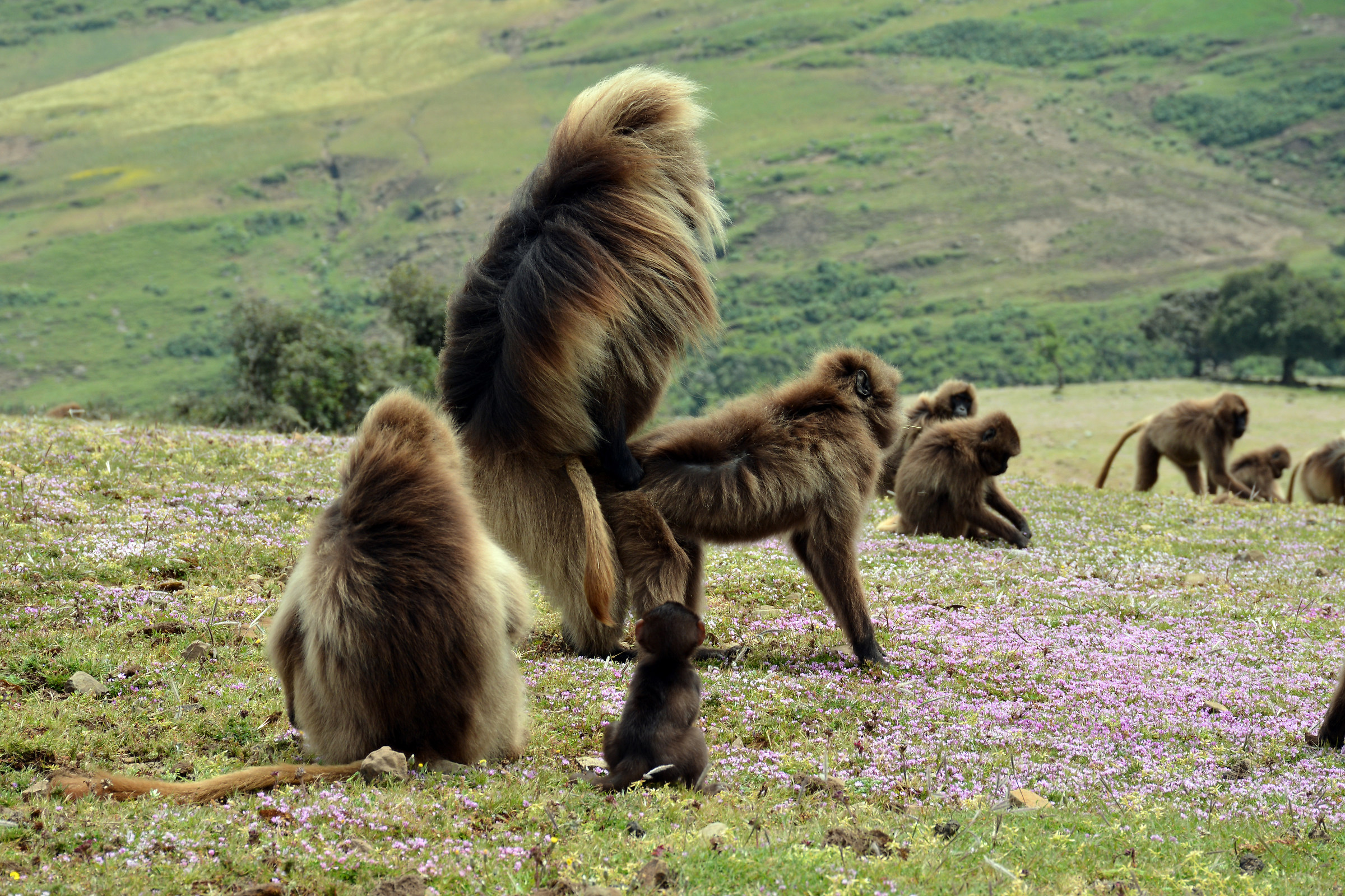 Babbuini gelada - Simien Mountains Park Etiopia