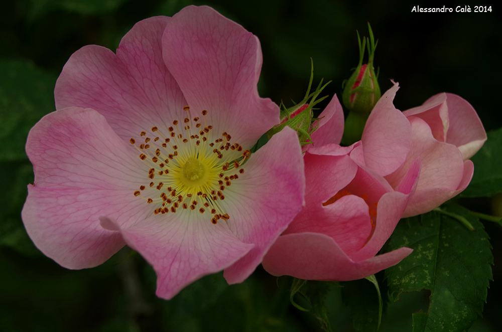 Rosa canina (Rosa selvatica)