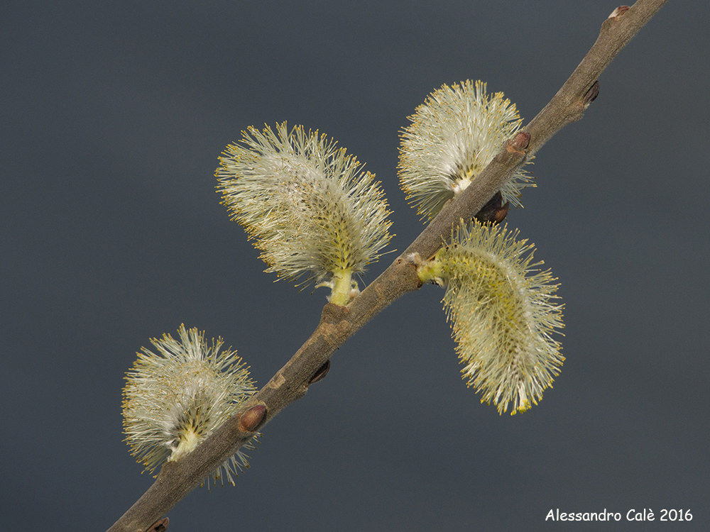 Salix myrsinifolia 2184