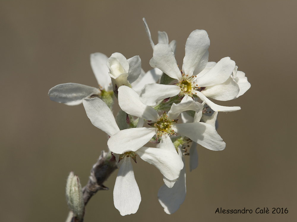 Amelanchier ovalis (Pero corvino) 0733