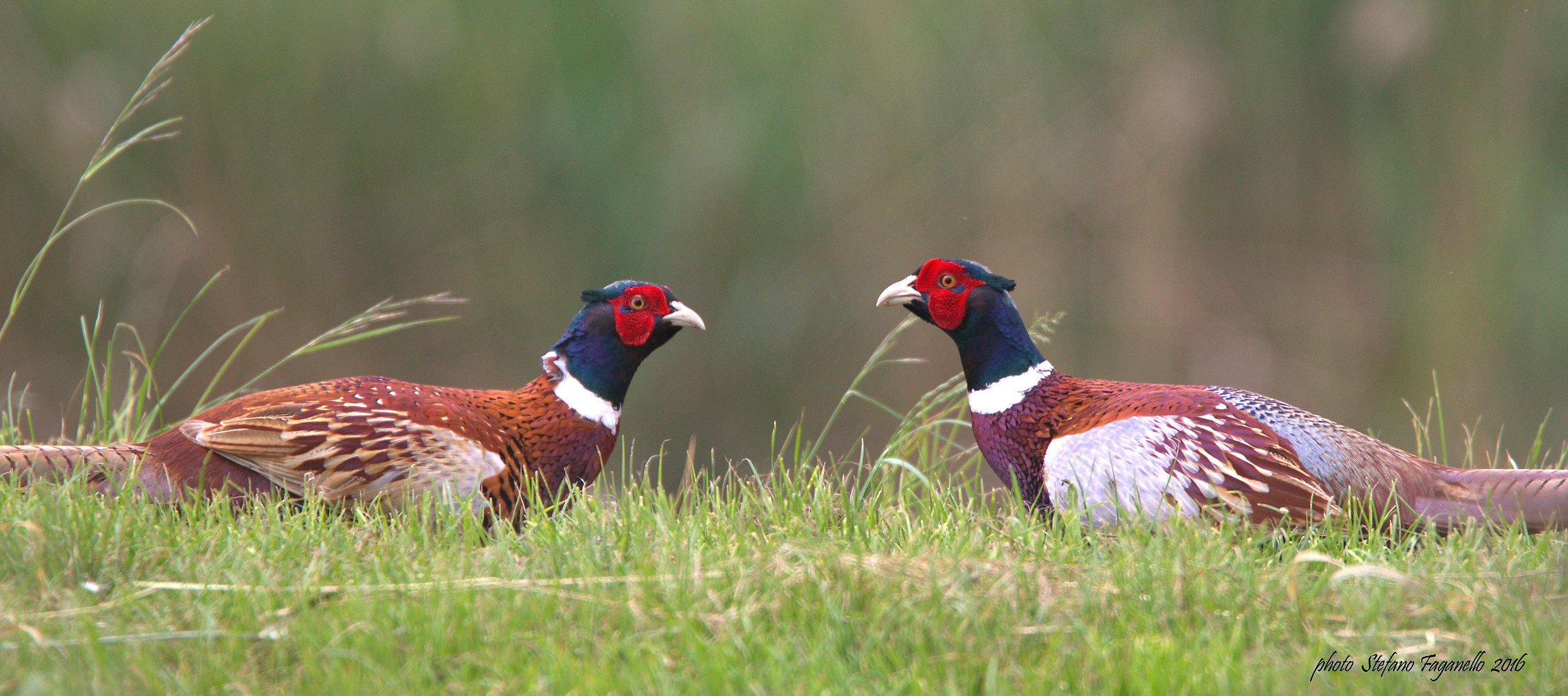 Facciamo al primo che ride?