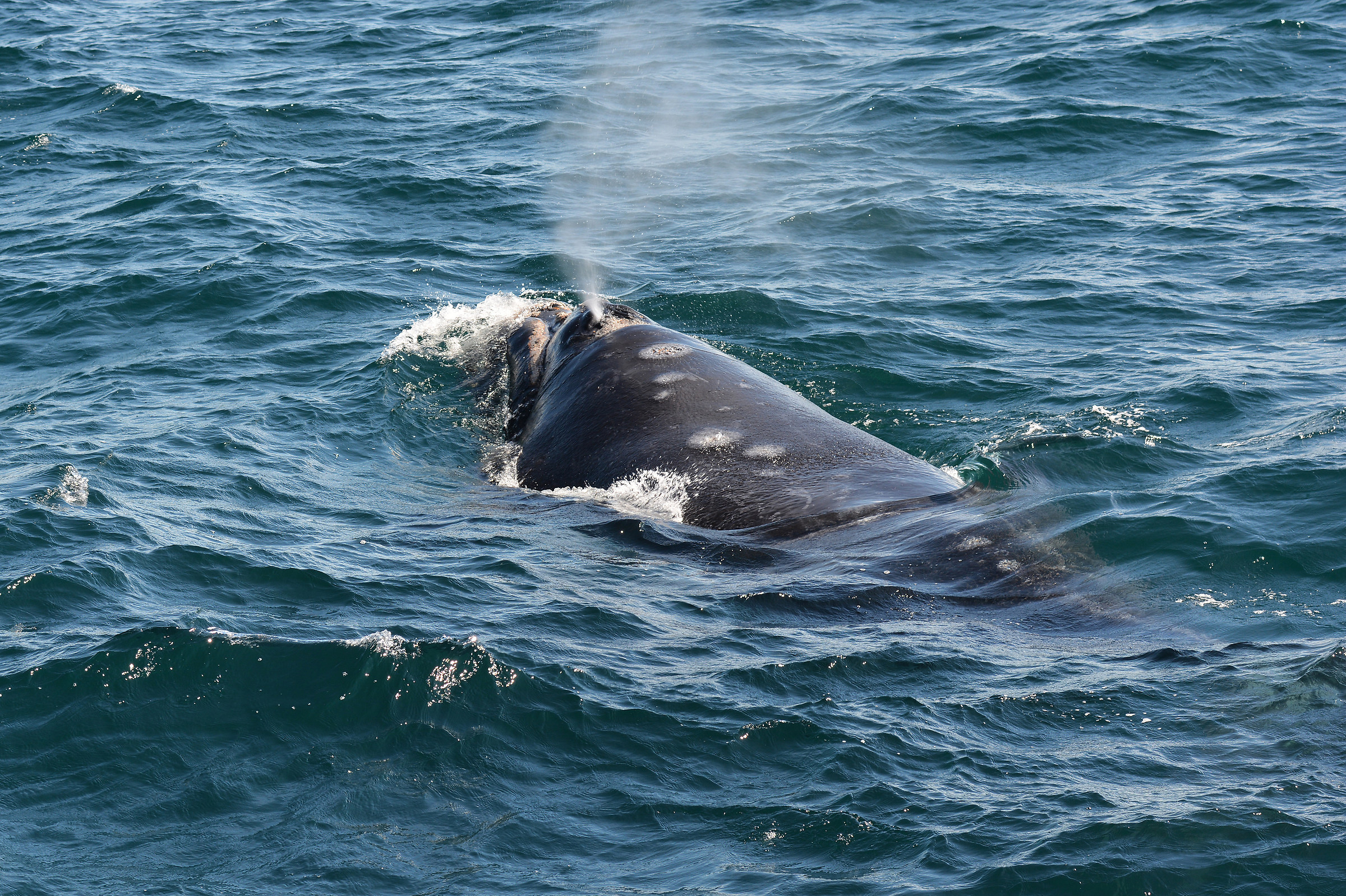 Patagonia - whale watching