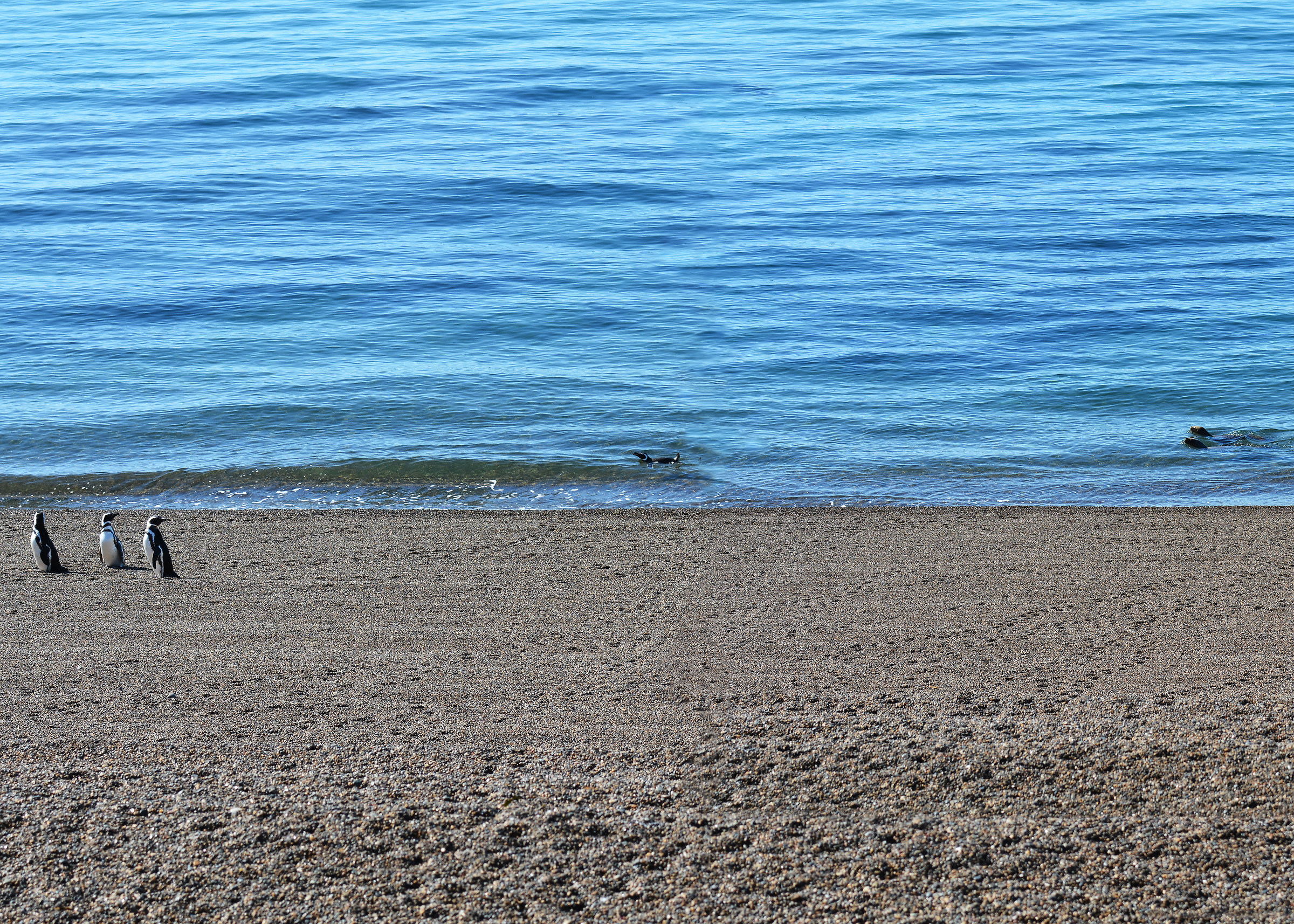 Patagonia - Leoni marini in caccia