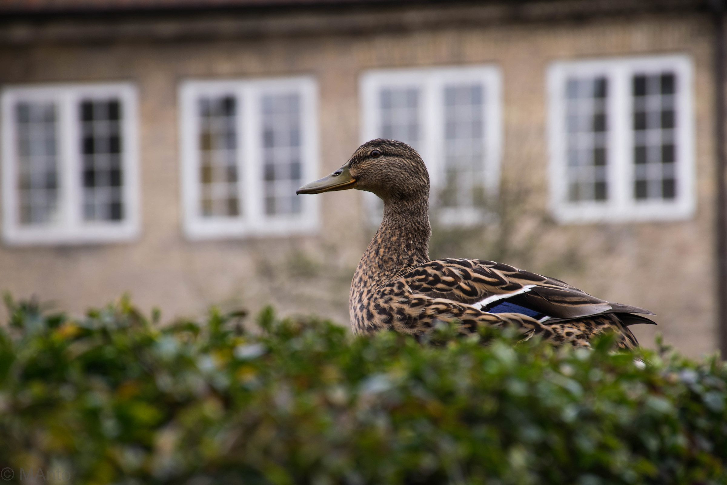 L'anatra della corte