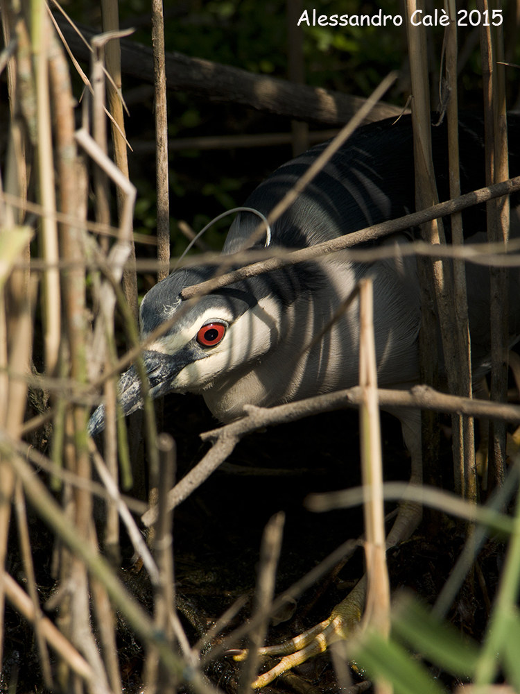 Nycticorax nycticorax (Night Heron) 2953