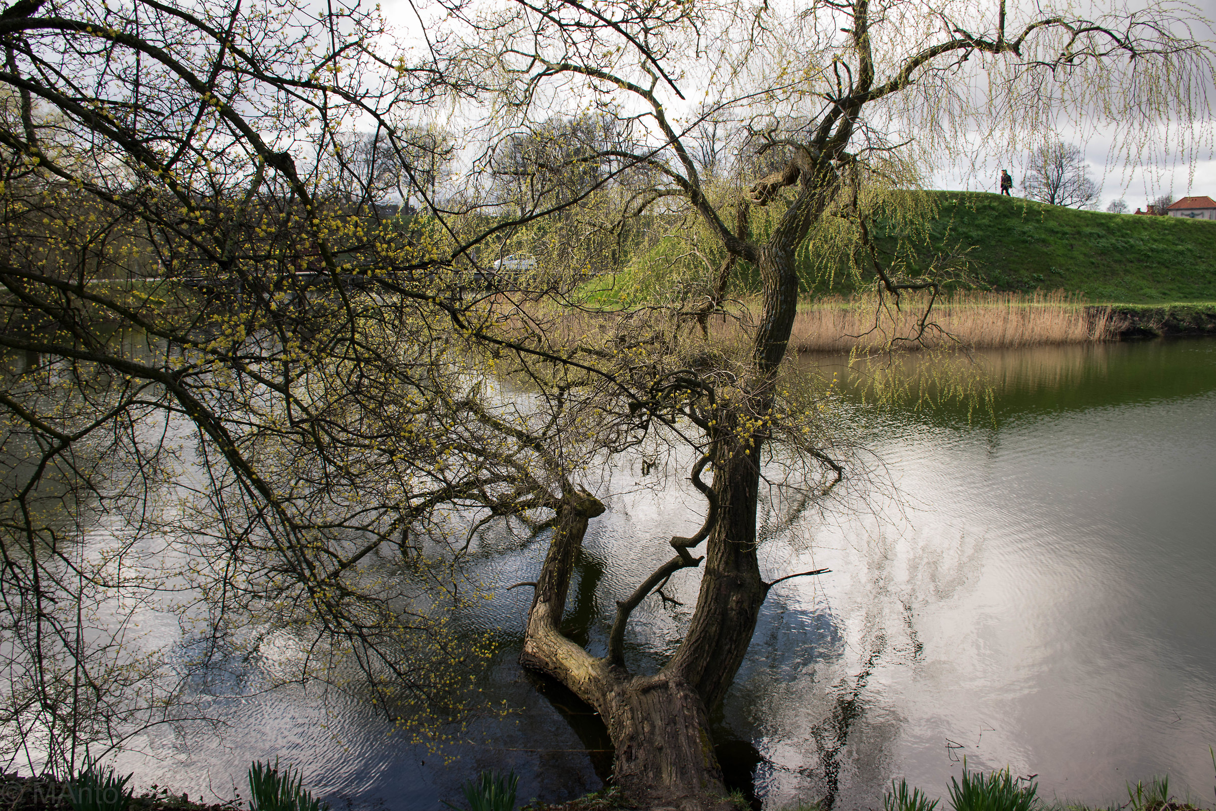 Passeggiata nella natura di Copenaghen