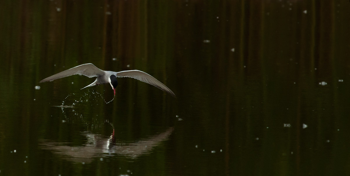 Whiskered tern.