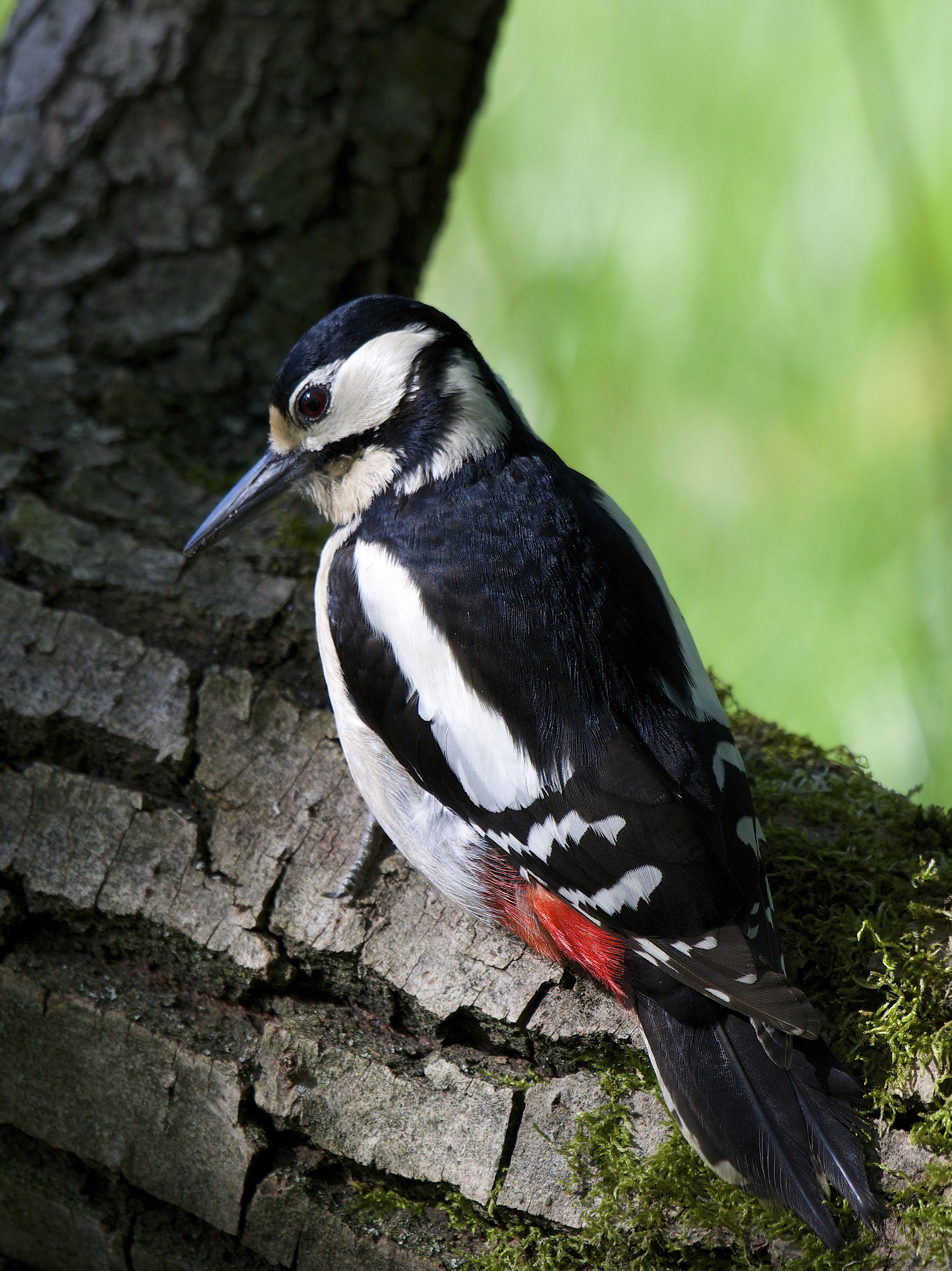 Picchio Rosso Maggiore 3