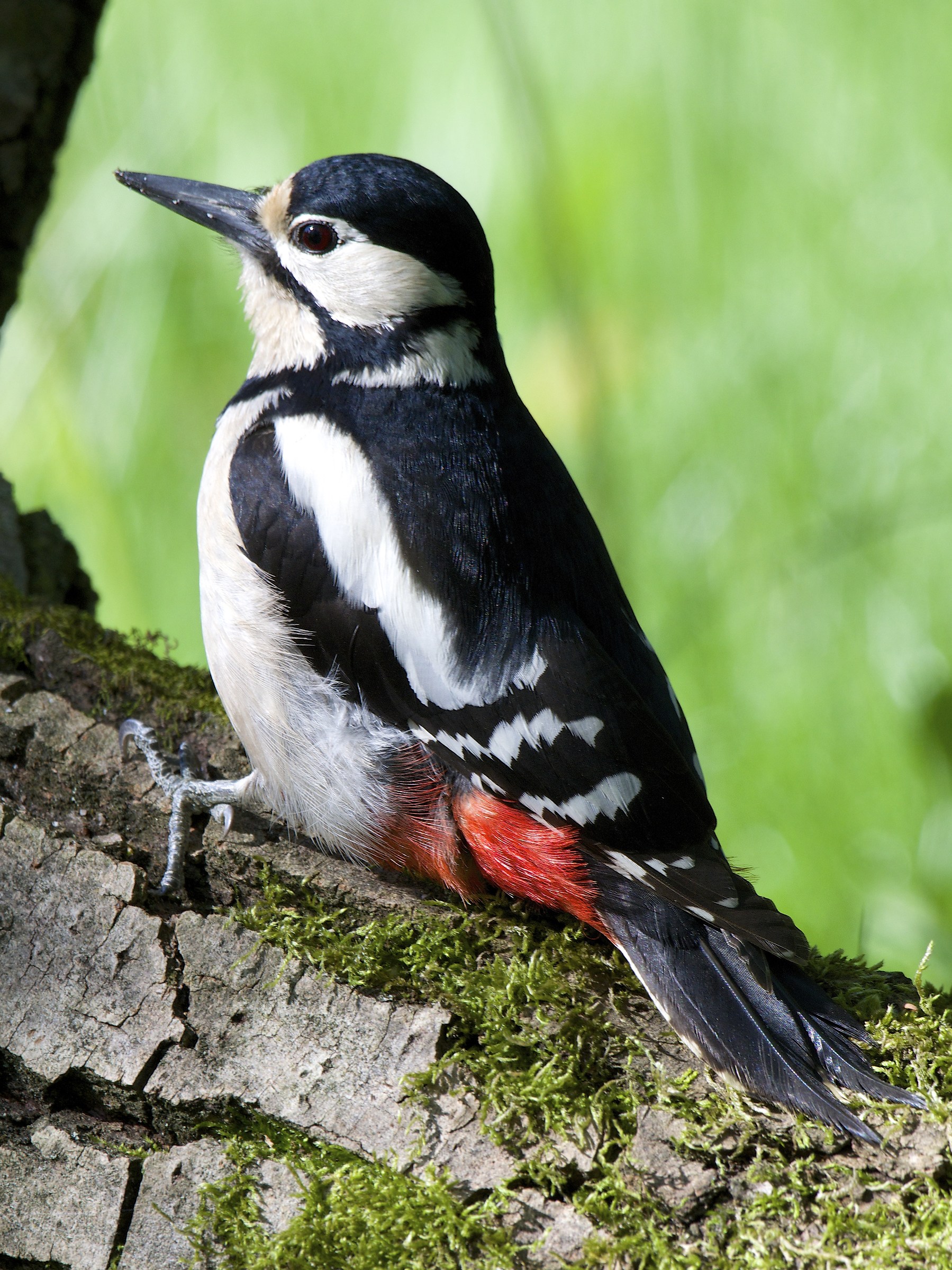 Picchio Rosso Maggiore 4