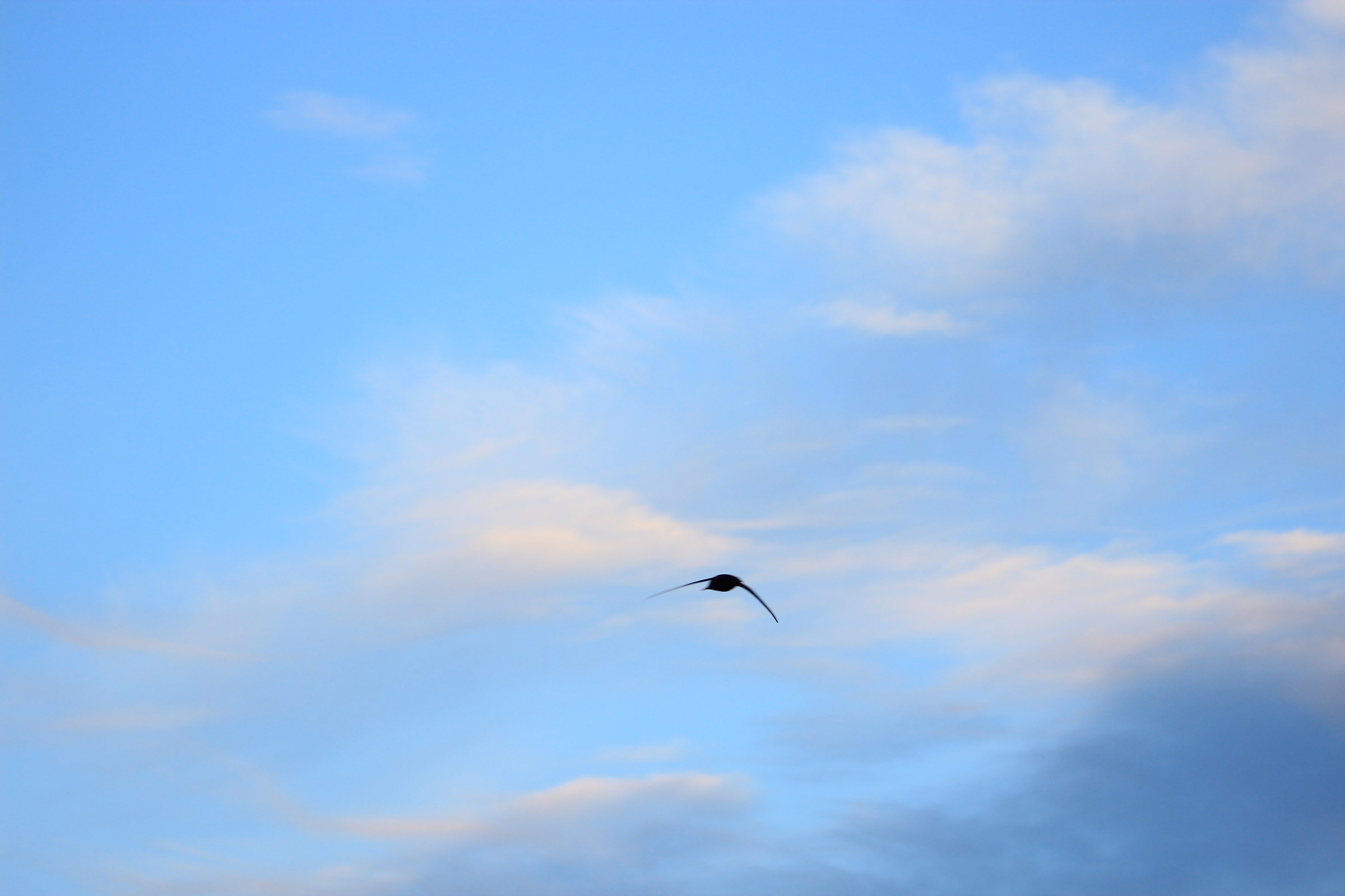 Flight between colors