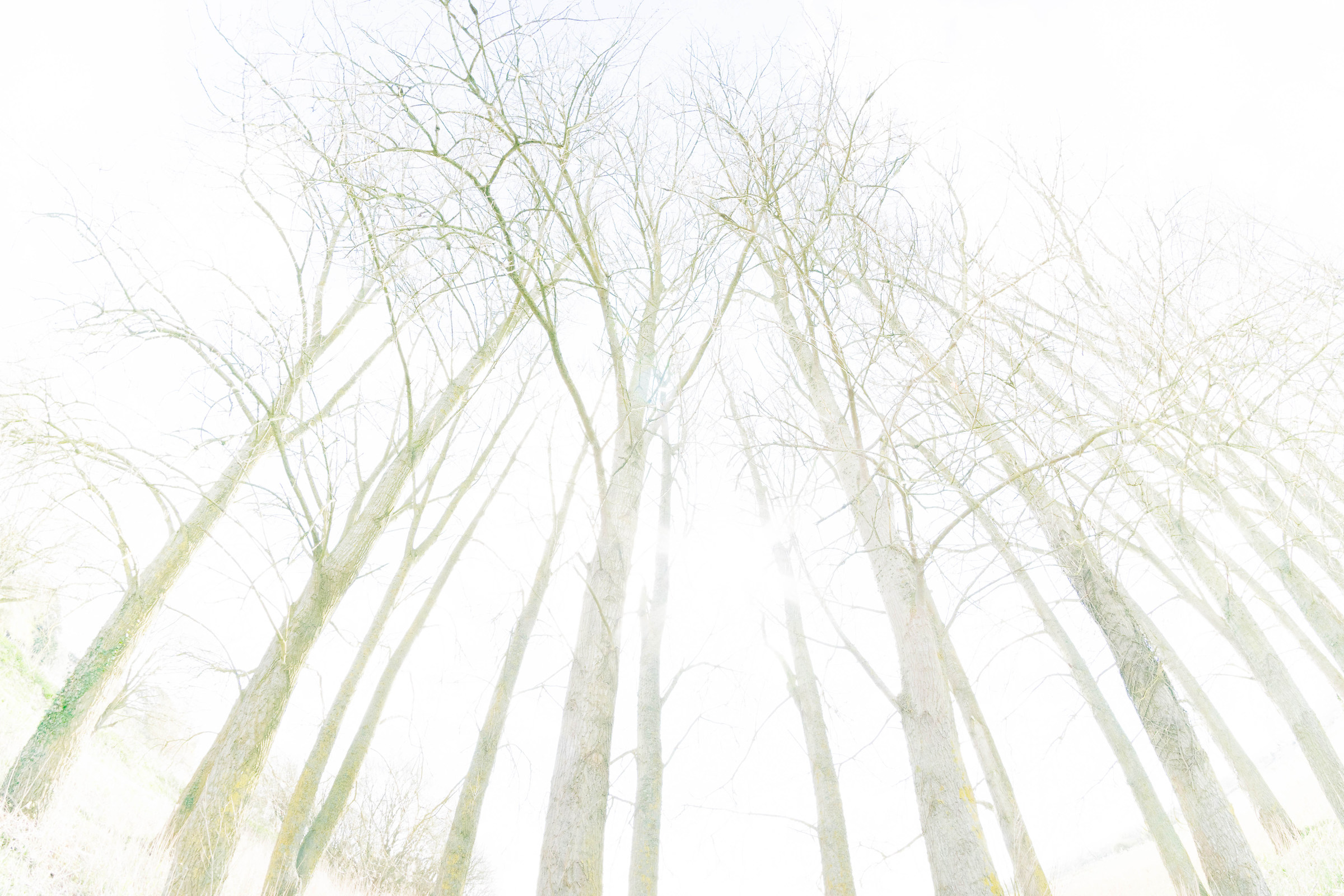 Per il raggiungimento di Elusive