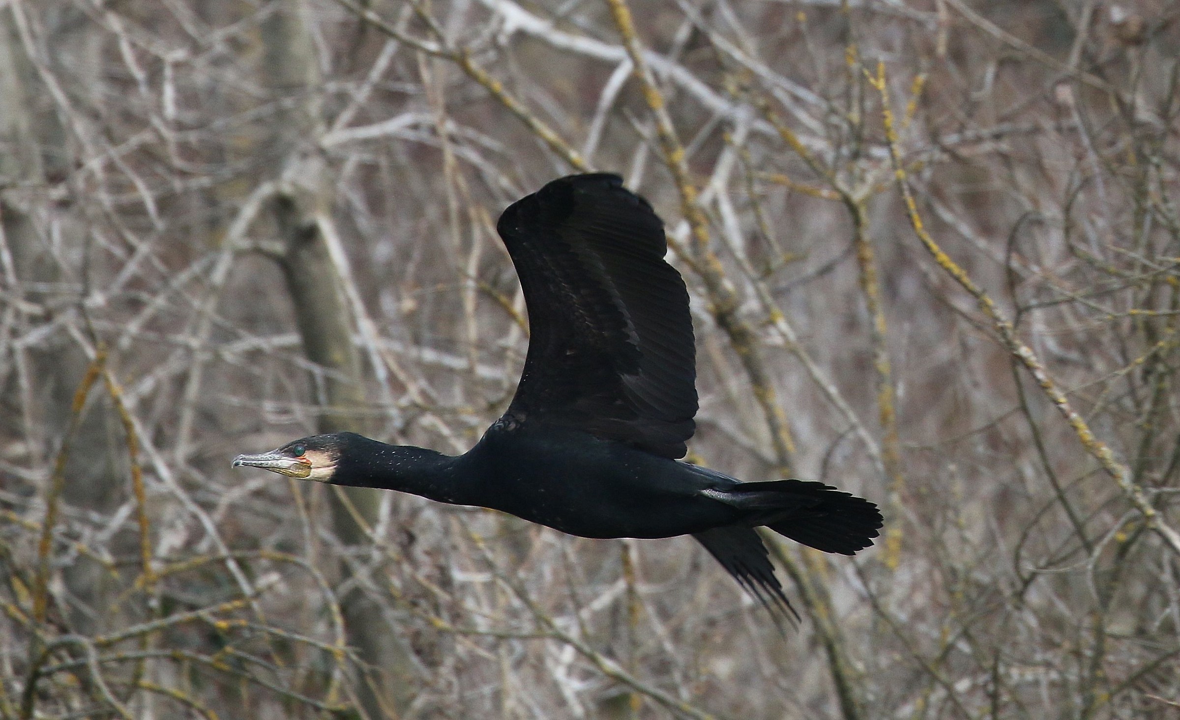 Cormorant