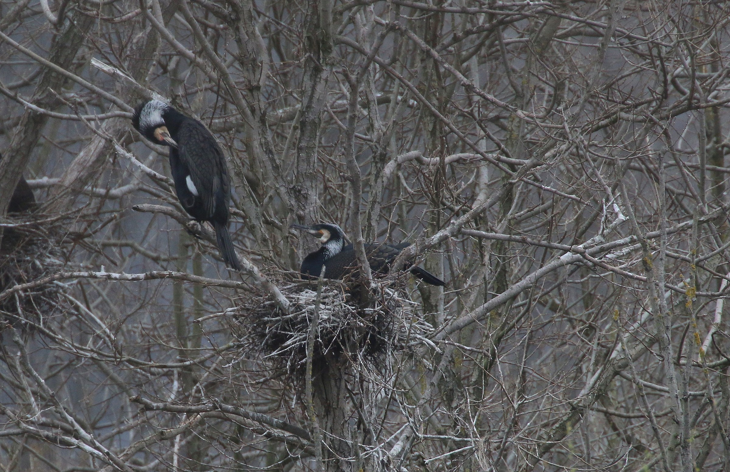Cormorants nest 3