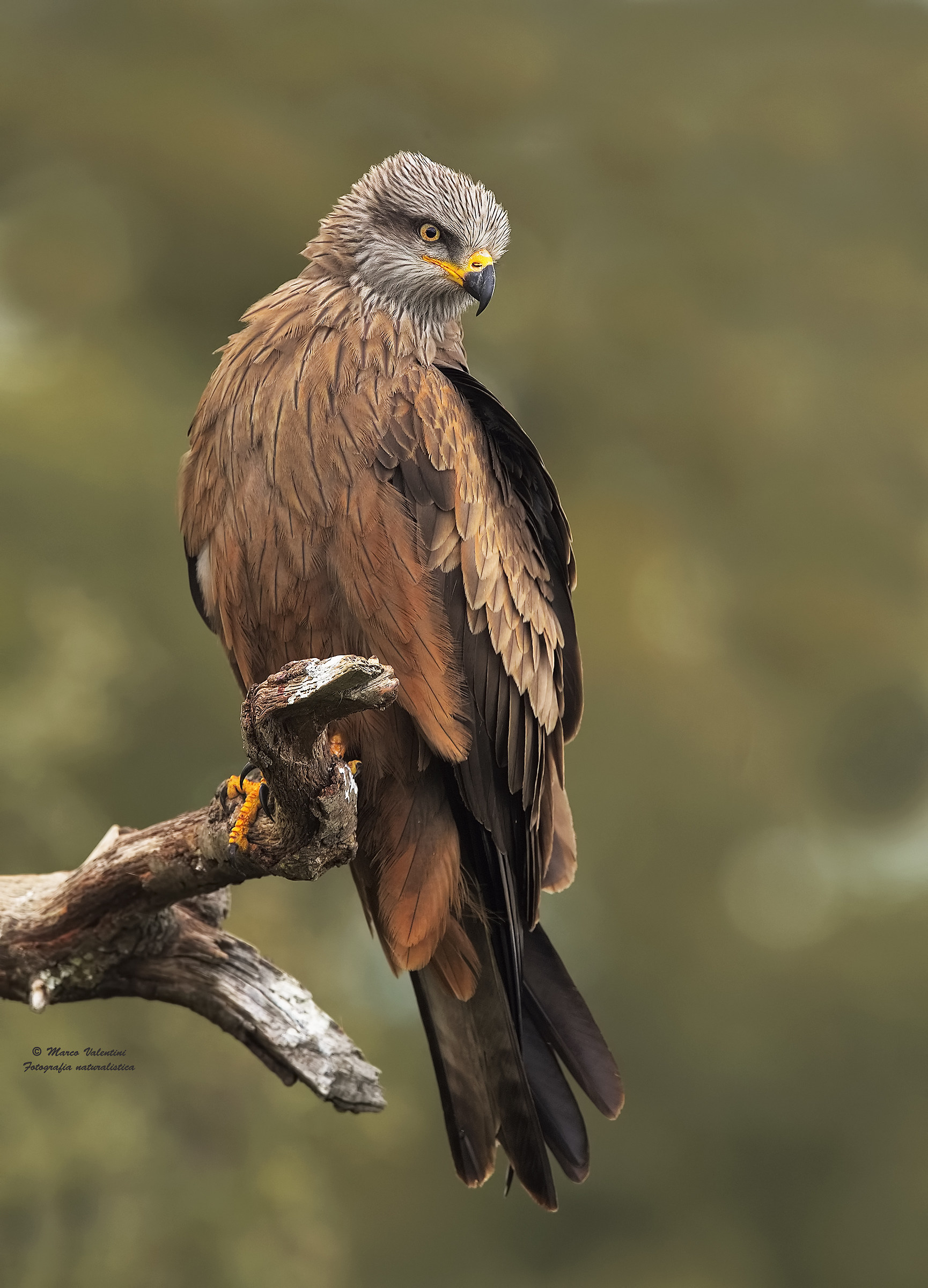 Black Kite