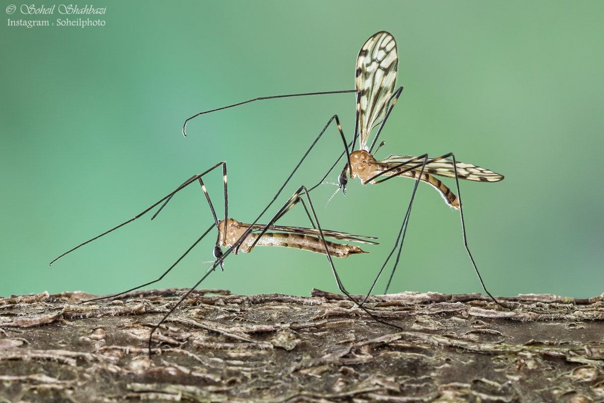 cranefly