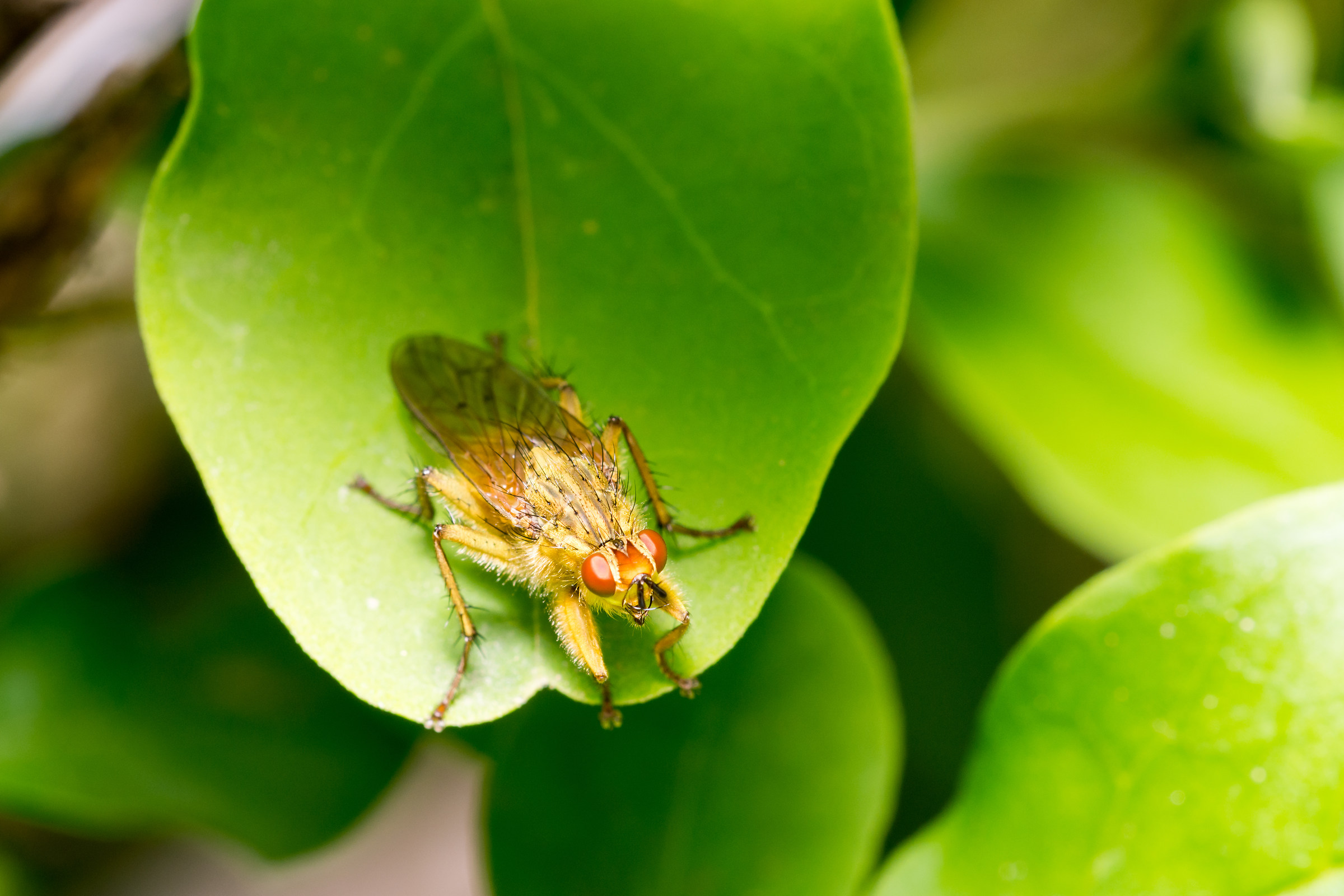 Domenica in giardino