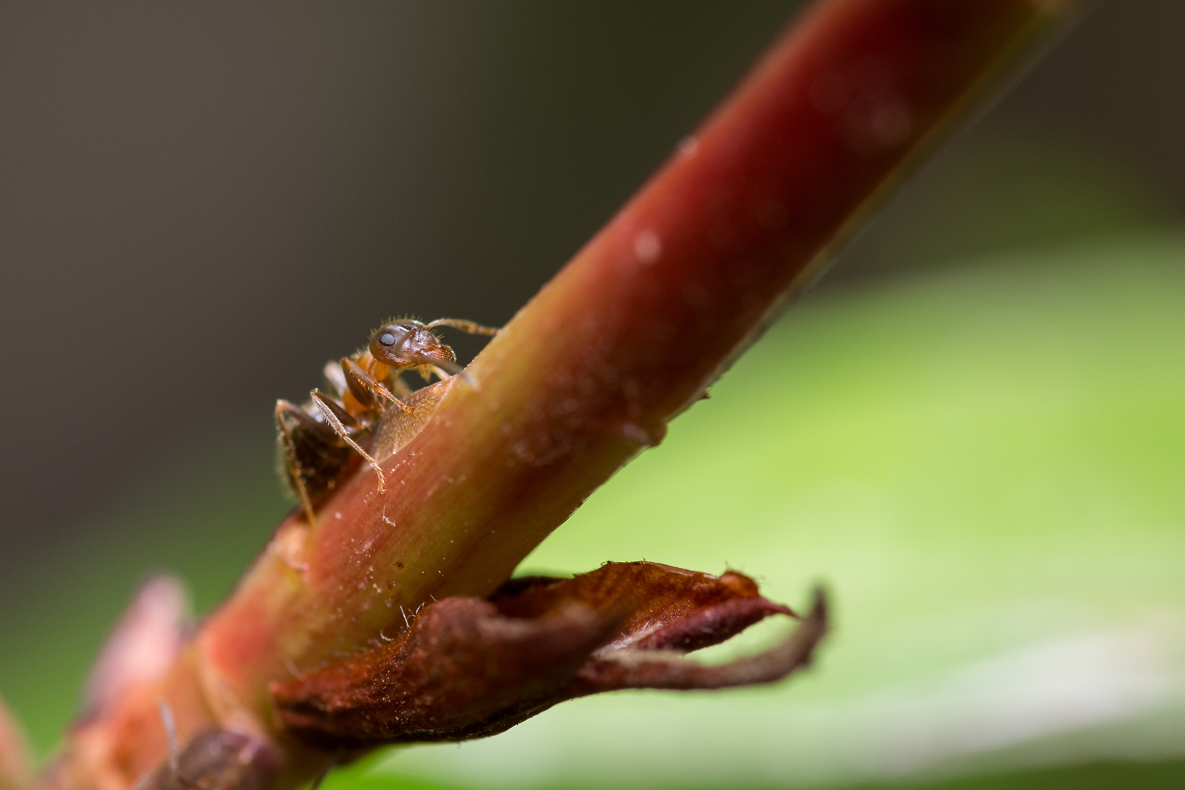 Domenica in giardino