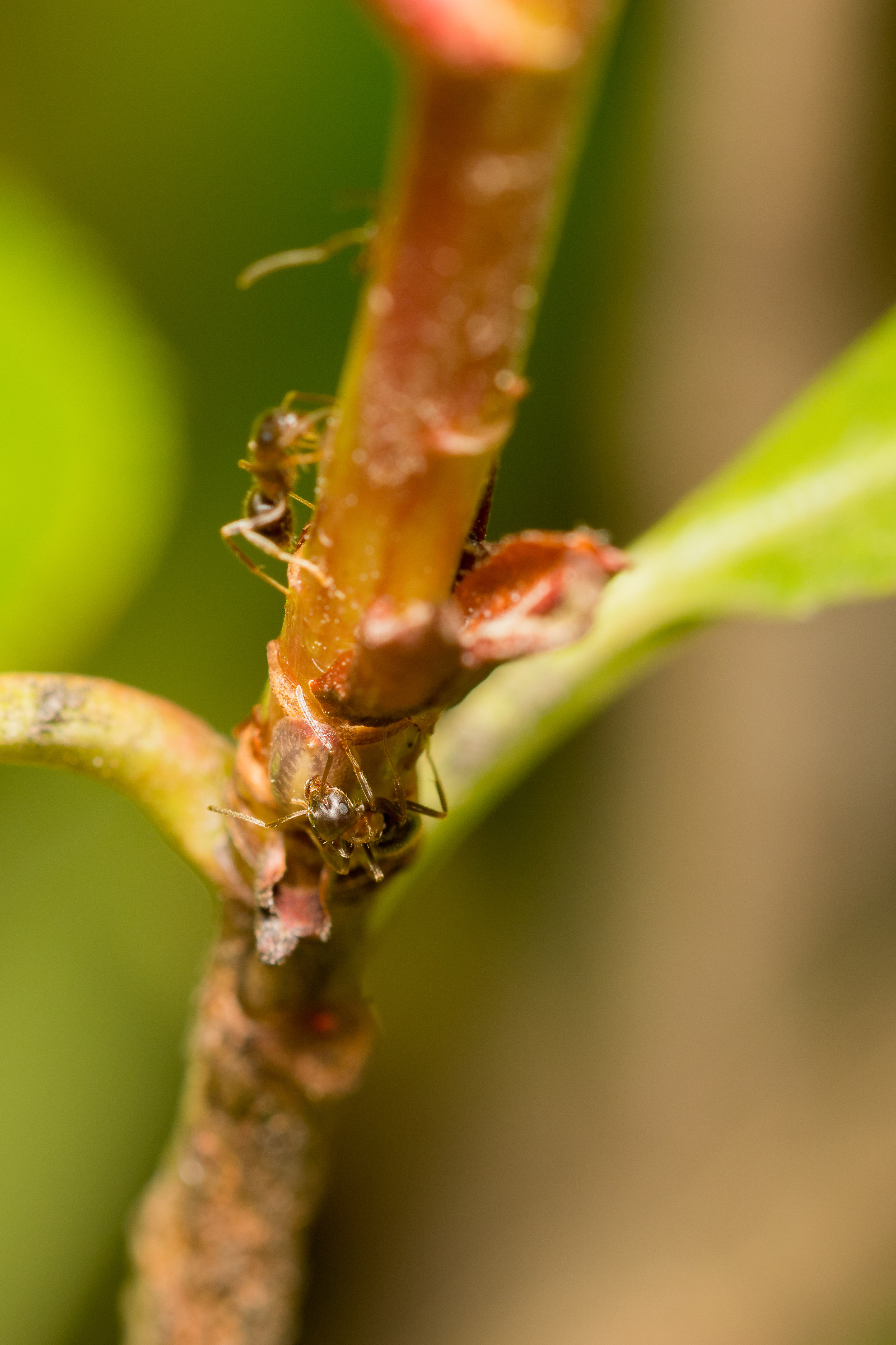 Domenica in giardino