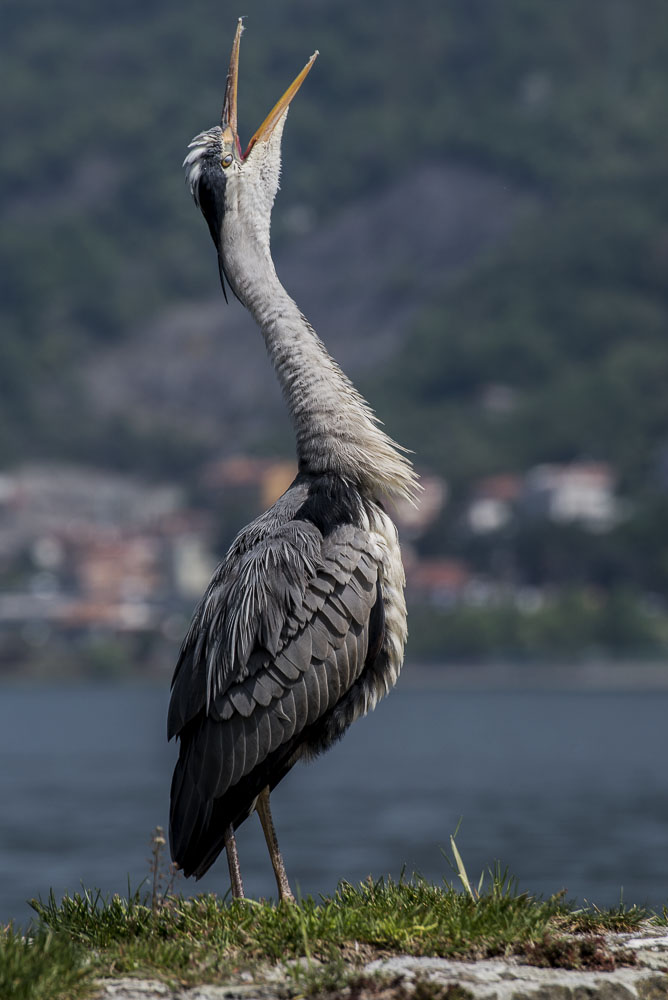 Airone Cinerino prima di spiccare il volo