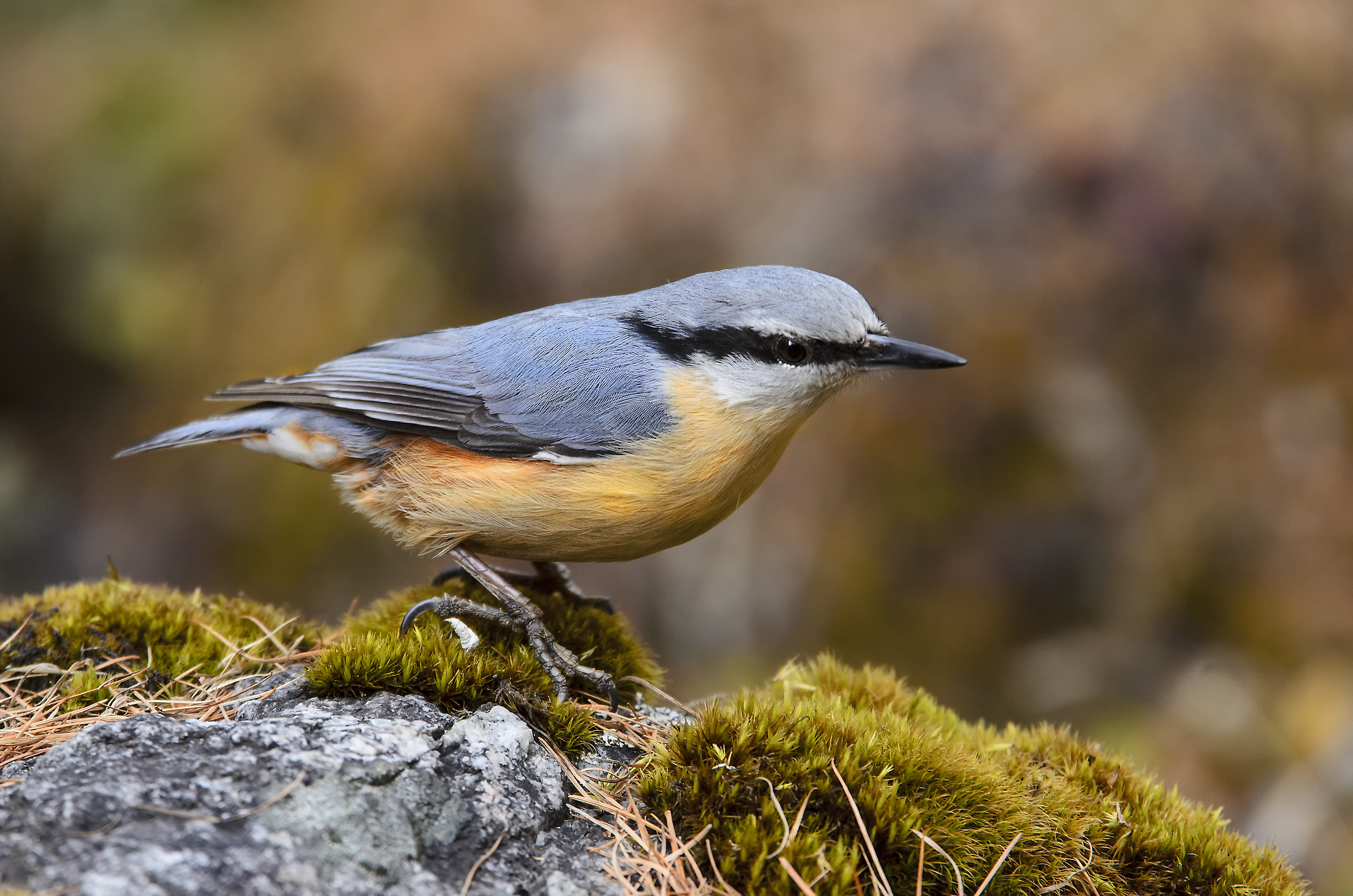 nuthatch